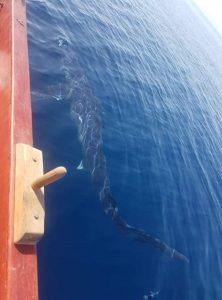 Καρχαρίας 5 μέτρων στην Κινέτα - Φωτό