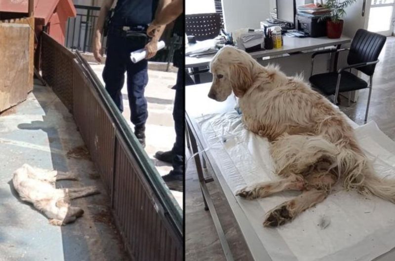 Χαϊδάρι: Κατασχέθηκε σκύλος που κακοποιούταν από τον ιδιοκτήτη του