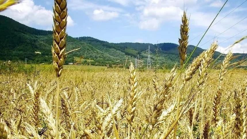 Η Ουκρανία ανοίγει διαδρομές για εξαγωγή σιτηρών μέσω Πολωνίας και Ρουμανίας