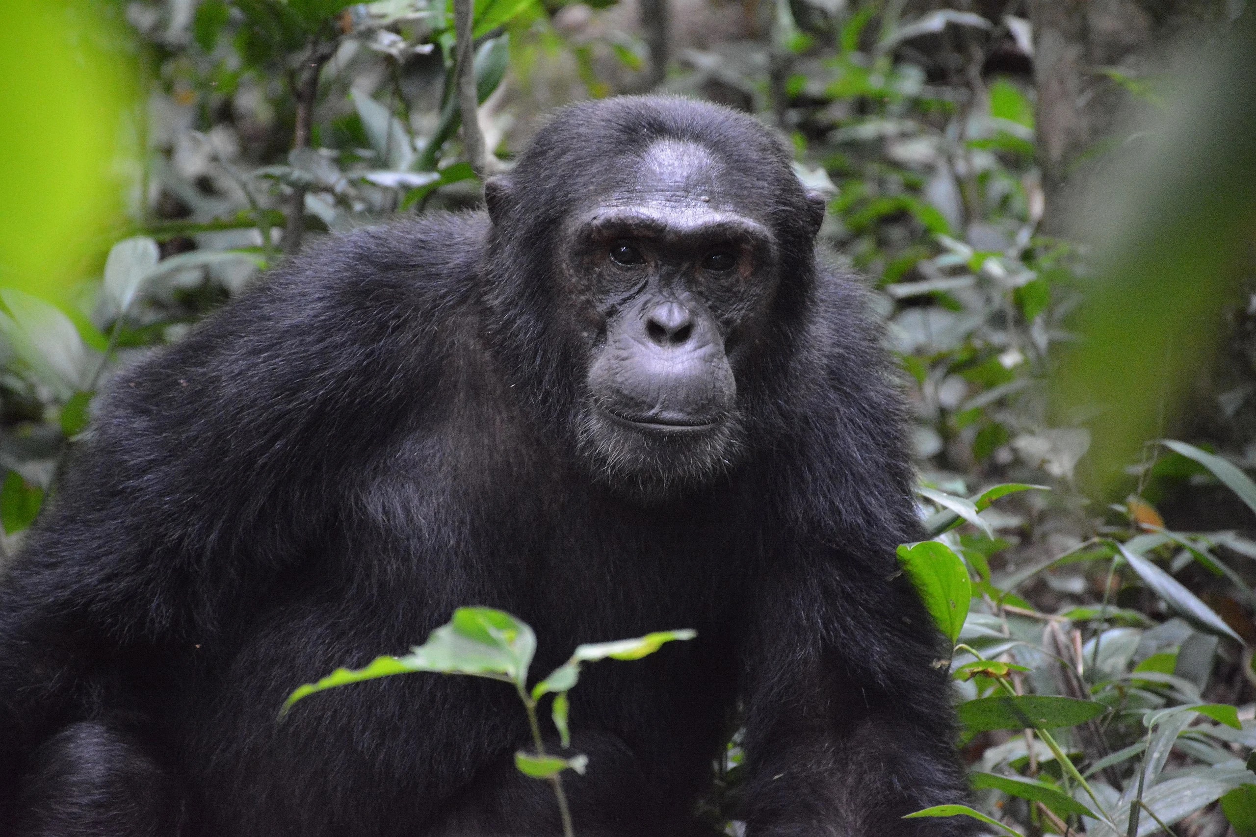 Χιμπατζής «απέδρασε« από το Αττικό Ζωολογικό Πάρκο - Τον σκότωσαν οι υπεύθυνοι