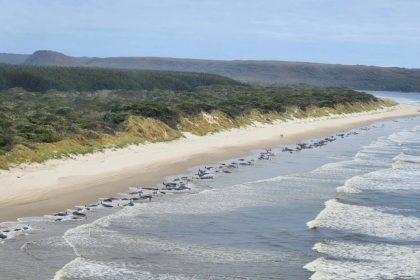 Δραματικές εικόνες: 230 φάλαινες εξόκειλαν σε παραλία της Αυστραλίας