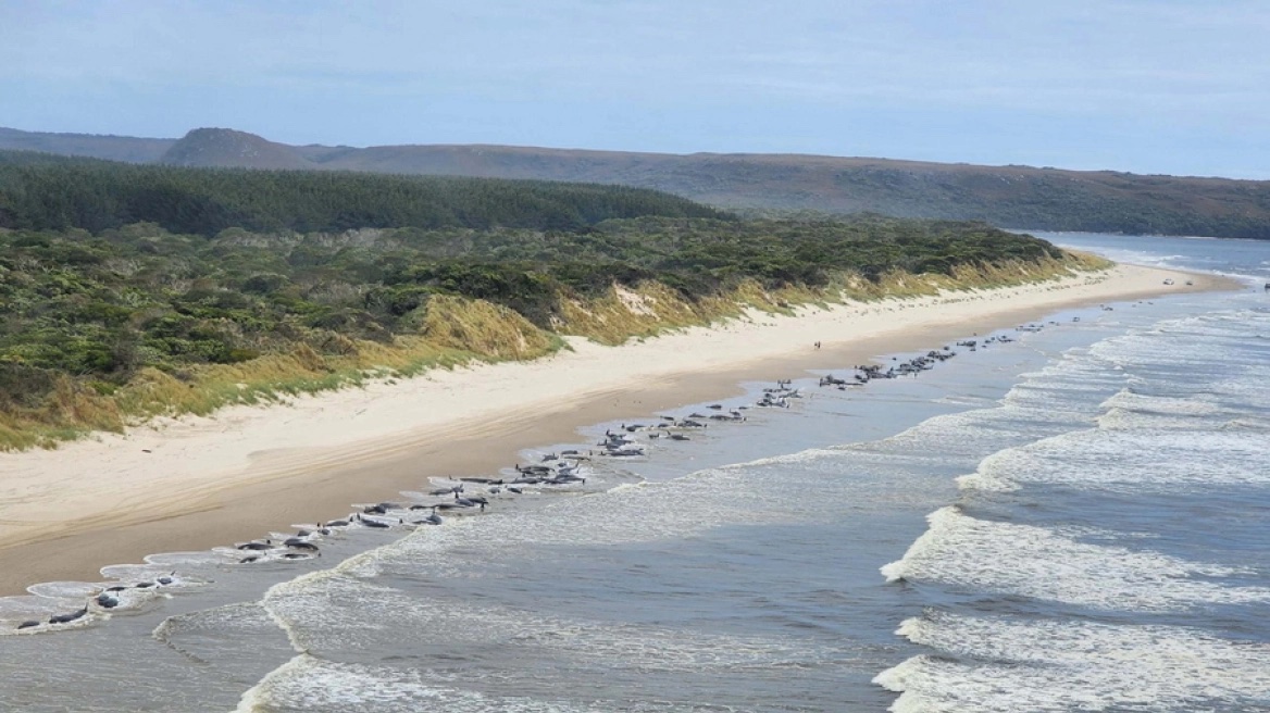 Δραματικές εικόνες: 230 φάλαινες εξόκειλαν σε παραλία της Αυστραλίας