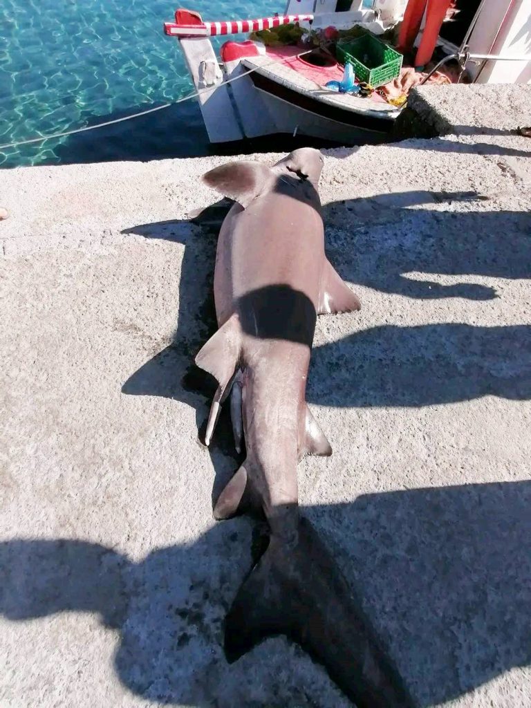 Καρχαρίας δύο μέτρων στα δίχτυα ψαράδων στα Χανιά