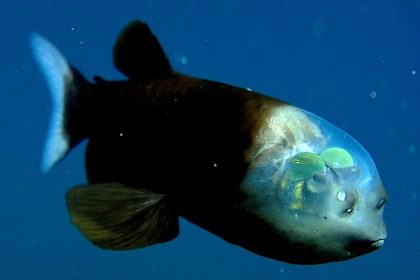 Βρέθηκε είδος ψαριού με διάφανο κεφάλι και μάτια «φακούς» [Βιντεο]