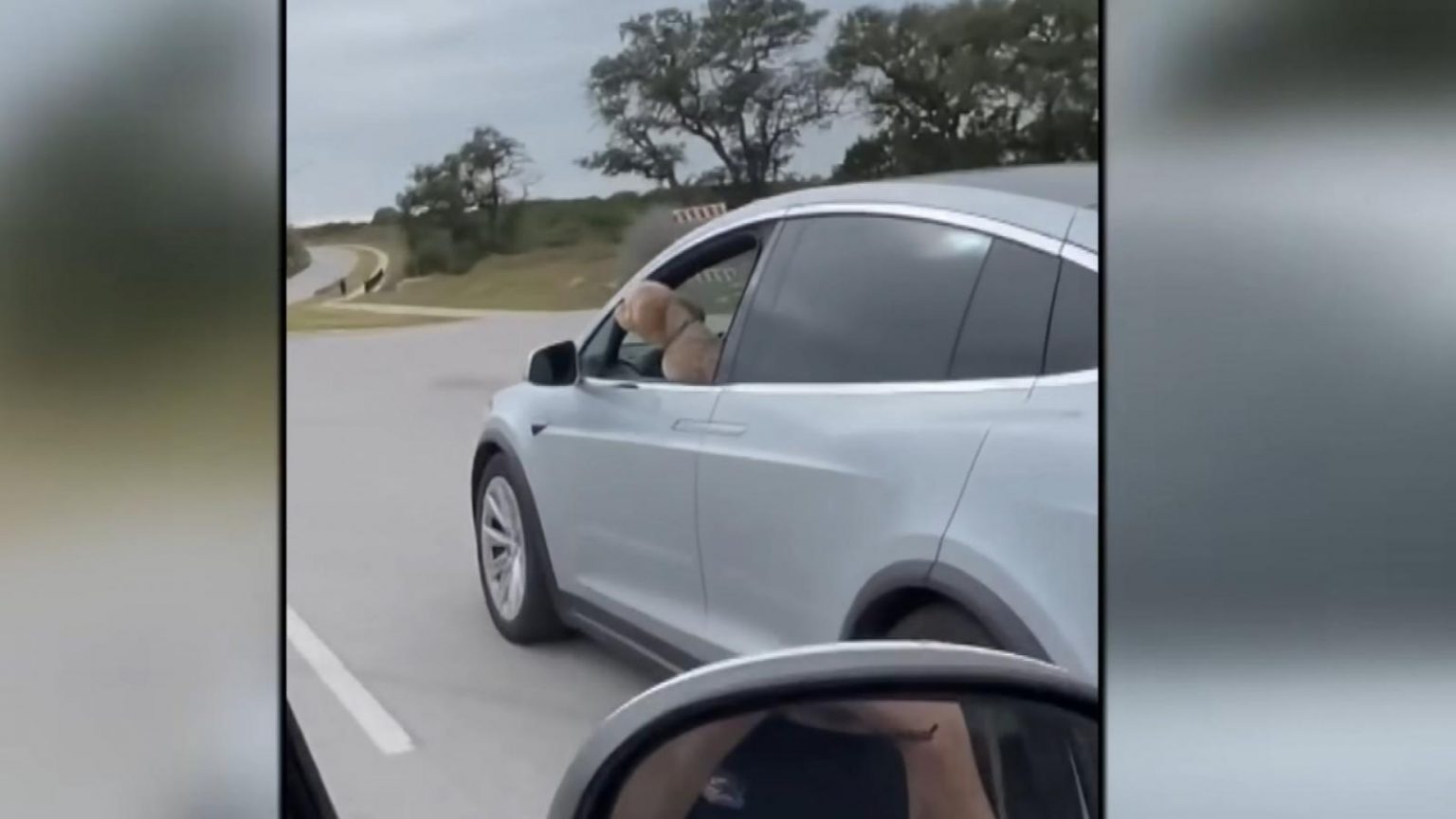Απίστευτο: Έβαλαν σκυλί να οδηγήσει Tesla - Δείτε βίντεο