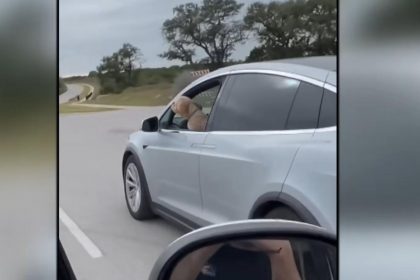 Απίστευτο: Έβαλαν σκυλί να οδηγήσει Tesla - Δείτε βίντεο