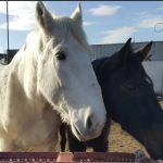 Ασπρόπυργος: Φυλάκιση 3 ετών με αναστολή για τα υποσιτισμένα άλογα