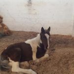 Ασπρόπυργος: Φυλάκιση 3 ετών με αναστολή για τα υποσιτισμένα άλογα