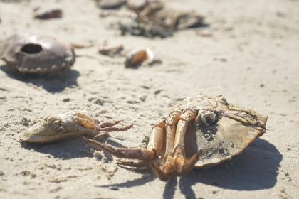Μαζικός θάνατος καβουριών σε παραλίες της Ζανζιβάρης