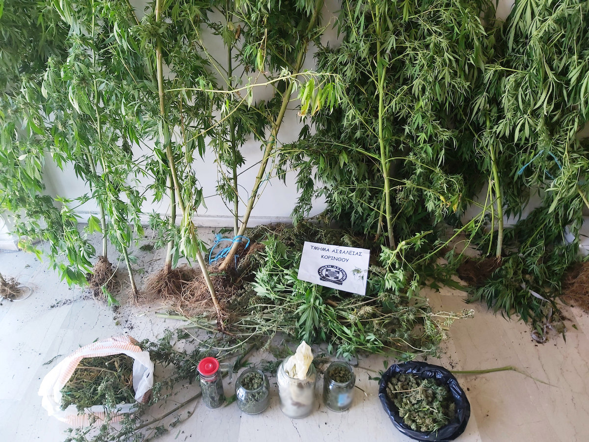 40χρονος φύτευε δενδρύλλια κάνναβης στη αυλή του σπιτιού του στο Λουτράκι