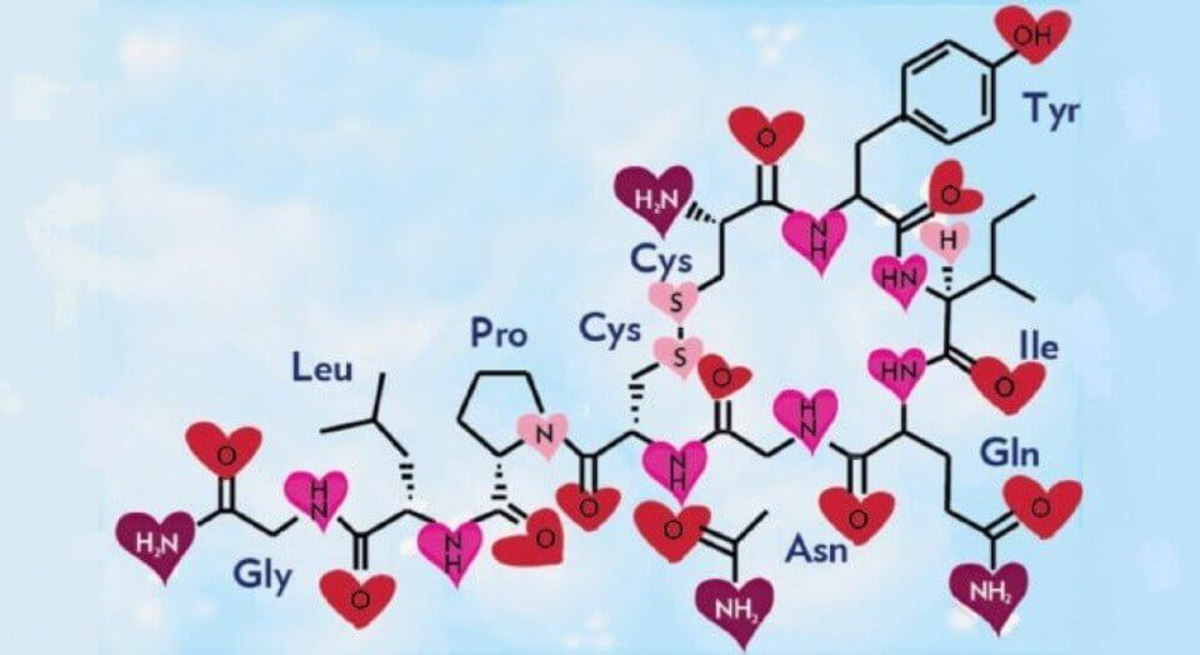 Μελέτη: Η... ορμόνη της αγάπης μπορεί να γιατρέψει την καρδιά