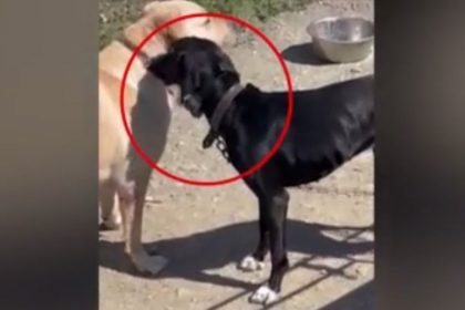 Ιδιοκτήτης σκύλου «διασκέδασε» τοποθετώντας του ηλεκτρικό κολάρο