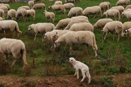 30χρονος έκλεψε 20 πρόβατα με… κλεμμένο φορτηγό