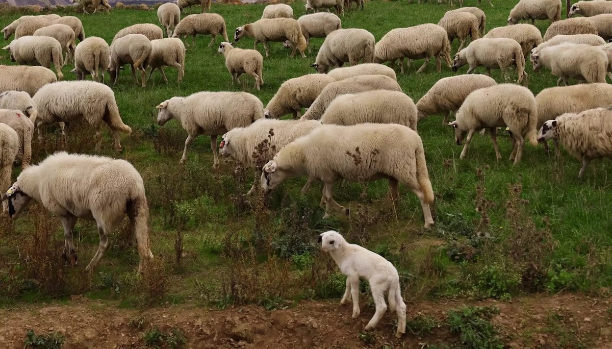 30χρονος έκλεψε 20 πρόβατα με… κλεμμένο φορτηγό
