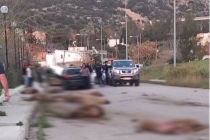 Αυτοκίνητο παρέσυρε και σκότωσε 16 πρόβατα στον Ασπρόπυργο