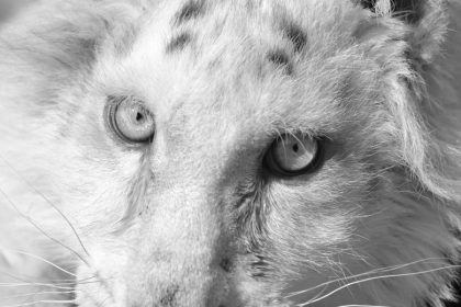Αττικό Πάρκο: Έγινε ευθανασία στο λευκό τιγράκι