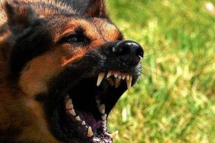 Φρίκη στη Λεωφόρο ΝΑΤΟ: Αγέλη σκυλιών κατασπάραξε 68χρονη