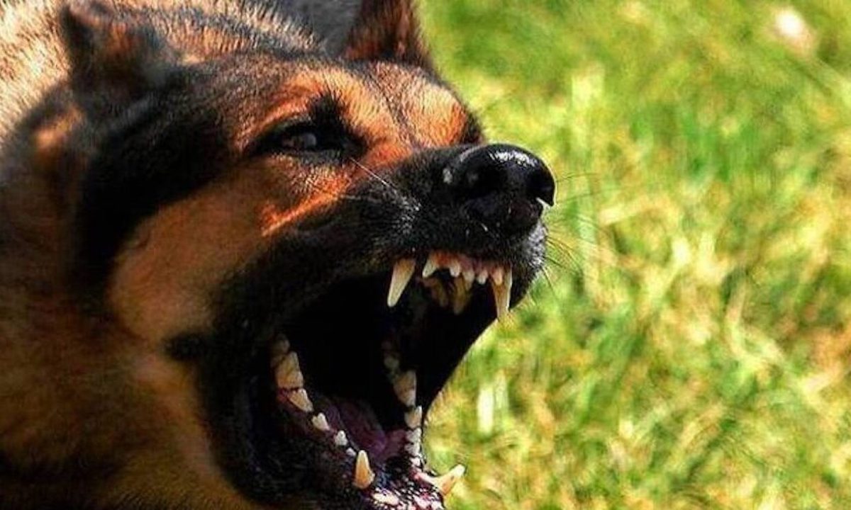 Φρίκη στη Λεωφόρο ΝΑΤΟ: Αγέλη σκυλιών κατασπάραξε 68χρονη