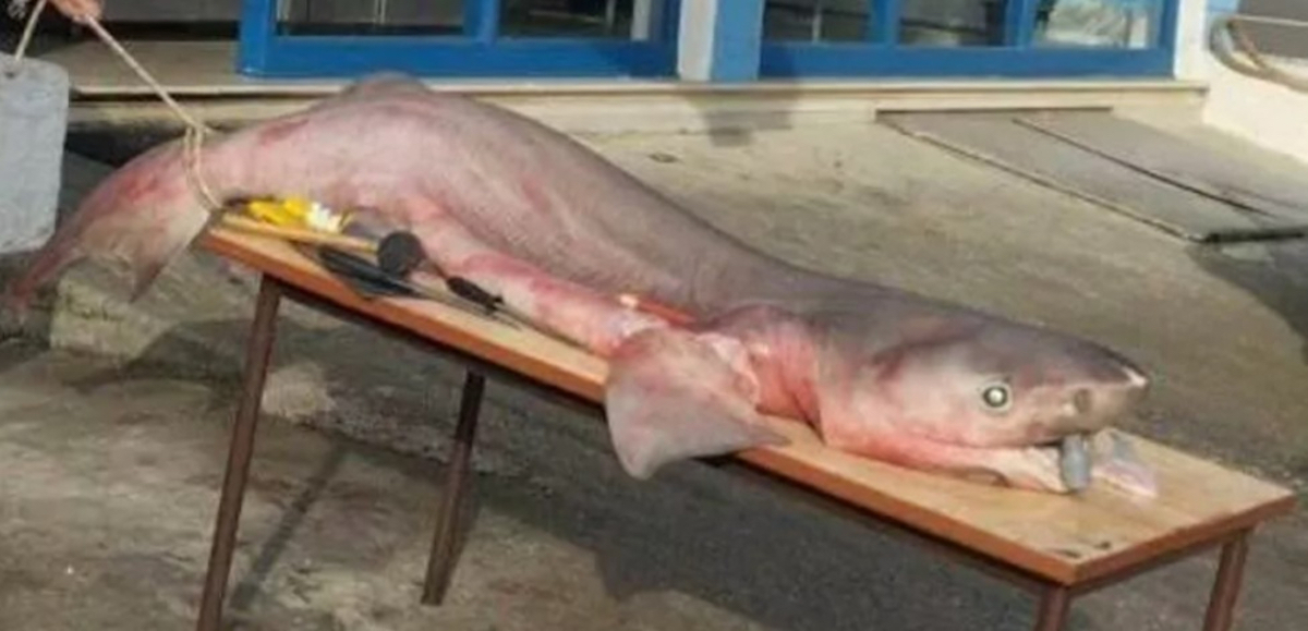 Ψάρεψαν καρχαρία 3 μέτρων στον Κορινθιακό
