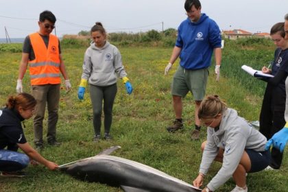 Νεκρό δελφίνι ξεβράστηκε σε παραλία της Σάμου – Η ουρά του ήταν ακρωτηριασμένη