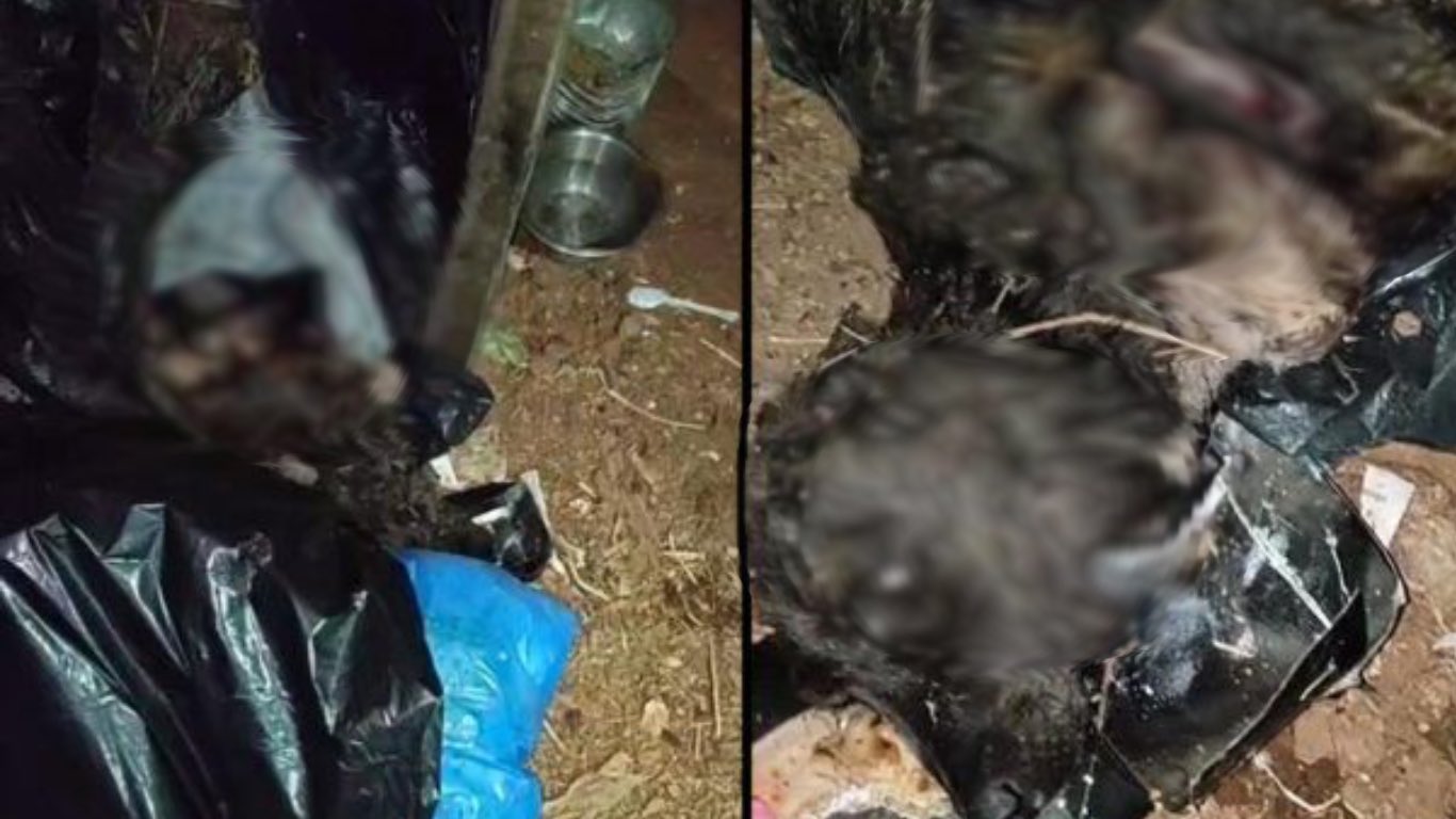 Μακάβριο θέαμα στον Ασπρόπυργο: Σκυλιά βρέθηκαν νεκρά στα σκουπίδια