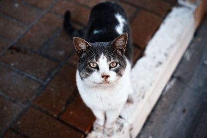 Κτηνωδία στο Λουτράκι: 62χρονος πέταξε γάτα από τον 5ο όροφο πολυκατοικίας