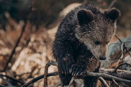 Απεγκλωβίστηκαν αρκουδάκια που είχαν παγιδευτεί σε κανάλι στη Φλώρινα