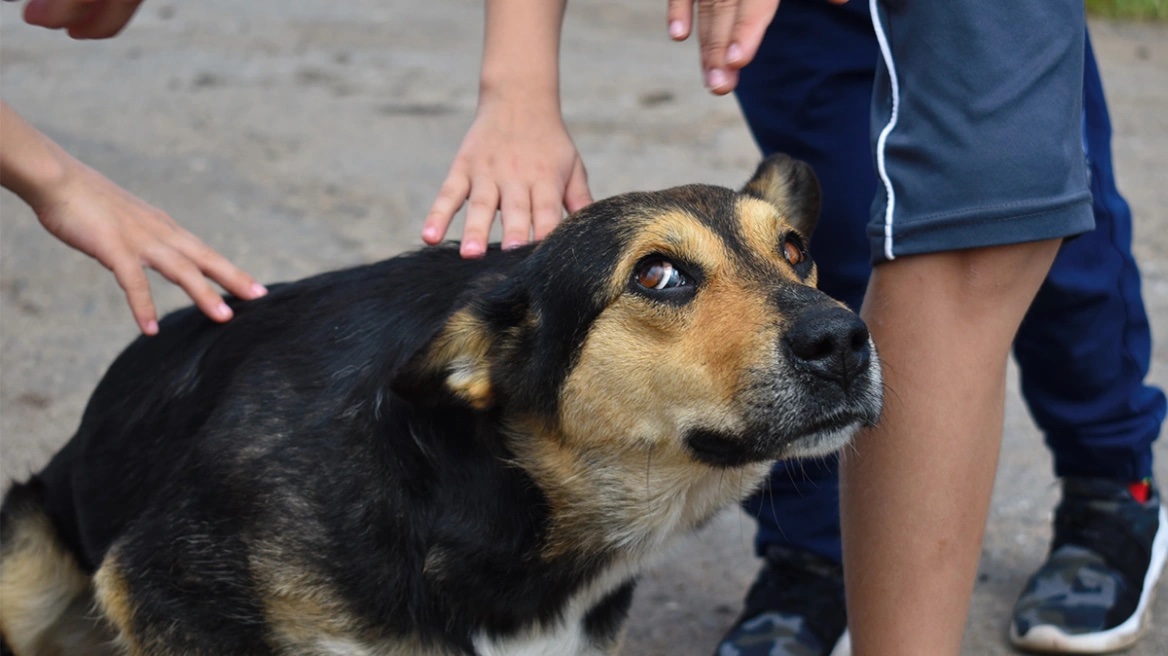 Κτηνωδία στα Φιλιατρά: Κρέμασε τον σκύλο σε δέντρο και χόρευε γύρω του μετά τον θάνατό του
