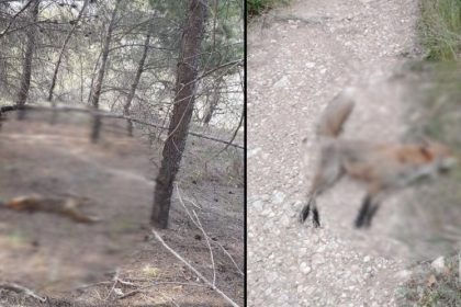 Φρίκη στα Μέγαρα: Θανάτωσαν σκύλο και αλεπούδες με φόλες υδροκυανίου