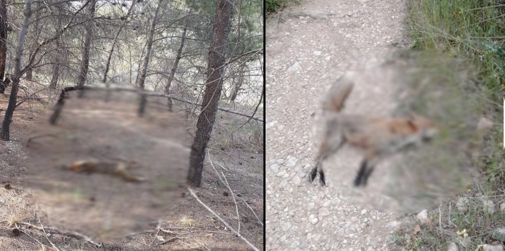 Φρίκη στα Μέγαρα: Θανάτωσαν σκύλο και αλεπούδες με φόλες υδροκυανίου