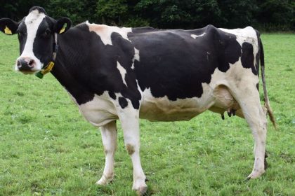 Απίστευτο και όμως αληθινό: Αεροδιακομιδή αγελάδας που έσπασε το πόδι της στην Ελβετία - ΒΙΝΤΕΟ