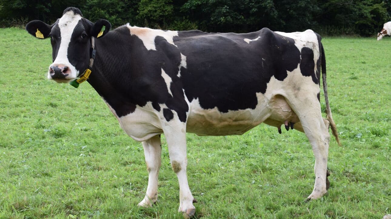 Απίστευτο και όμως αληθινό: Αεροδιακομιδή αγελάδας που έσπασε το πόδι της στην Ελβετία - ΒΙΝΤΕΟ