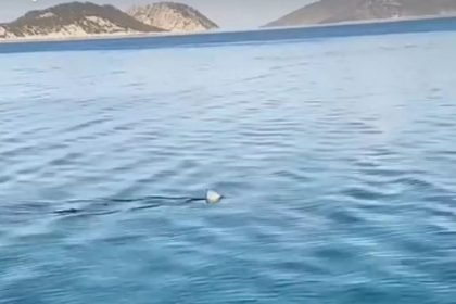 Καρχαρίας έκοβε.... «βολτες» στον Κορινθιακό - Δείτε ΒΙΝΤΕΟ