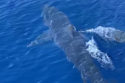 ΒΙΝΤΕΟ: Καρχαρίας κολυμπά μπροστά σε σκάφος λίγο έξω από το λιμάνι της Ζακύνθου
