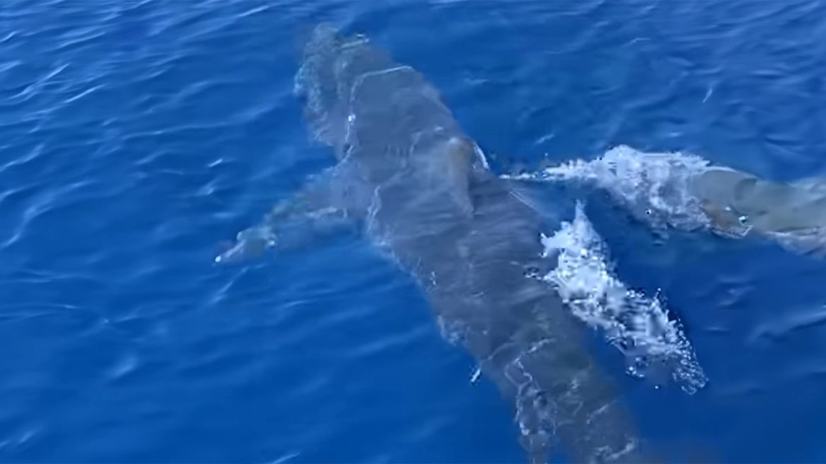 ΒΙΝΤΕΟ: Καρχαρίας κολυμπά μπροστά σε σκάφος λίγο έξω από το λιμάνι της Ζακύνθου