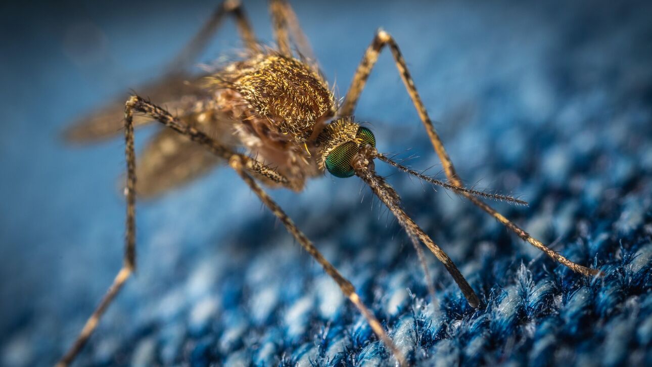 Έκτακτη σύσκεψη στην Ελευσίνα λόγω της αύξησης των κουνουπιών στη Δυτική Αττική