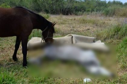 Άλογο πνίγηκε από το σχοινί που ήταν δεμένο - Σύλληψη και 60.000 ευρώ πρόστιμο στον δράστη