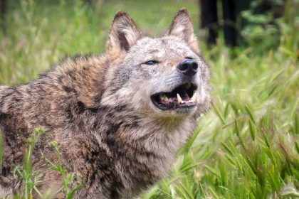 Λύκος έκοβε βόλτες στις Αχαρνές – Γιατί τα άγρια ζώα επισκέπτονται συχνότερα τις πόλεις;