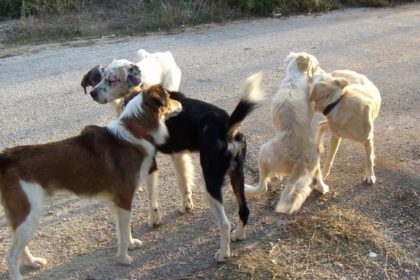 Μεσολόγγι: 74χρονος δέχθηκε άγρια επίθεση από αδέσποτα σκυλιά