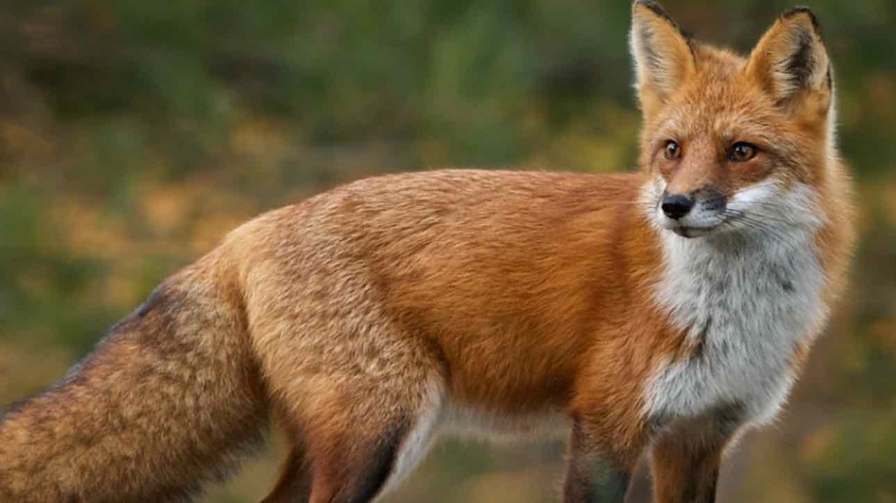 Με μεθόδους... CSI ψάχνουν δολοφόνο αλεπούδων στα Μέγαρα