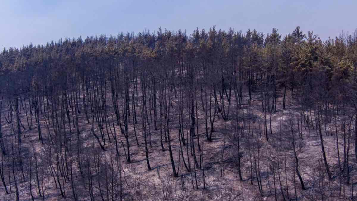 Φωτιές: Πάνω από 50.000 στρέμματα καταστράφηκαν στη Φυλή Αττικής