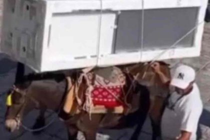 «Δεν είναι κακοποίηση το φόρτωμα ψυγείου πάνω στο μουλάρι» λέει ο Δήμαρχος Ύδρας