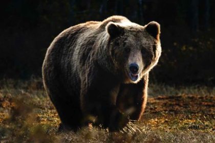 Αιματηρή επίθεση αρκούδας σε βοσκό στη Φθιώτιδα