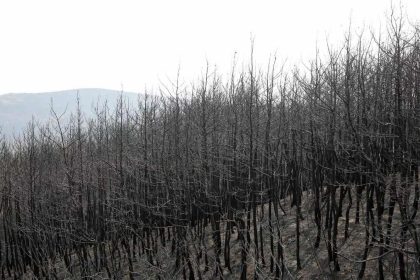 Δασικές Πυρκαγιές: Στα 49 εκατ. ευρώ οι αποζημιώσεις για το καλοκαίρι του 2023