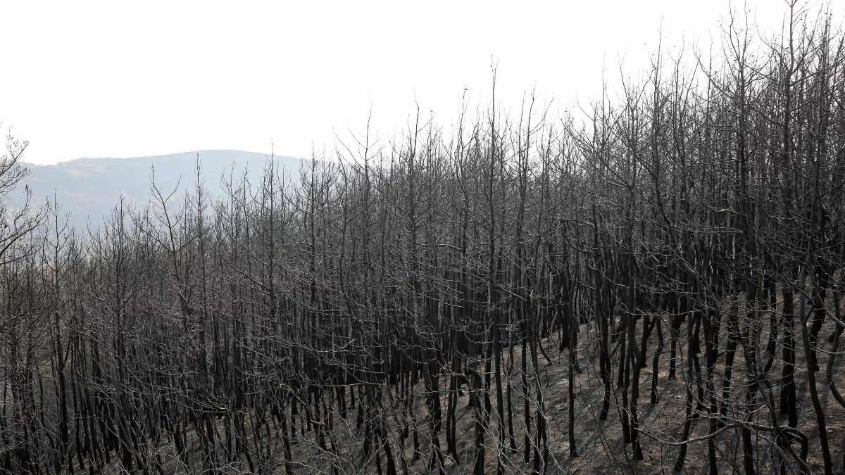 Έβρος: Ανυπολόγιστη φυσική καταστροφή, κάηκαν πάνω από από 935.000 στρέμματα