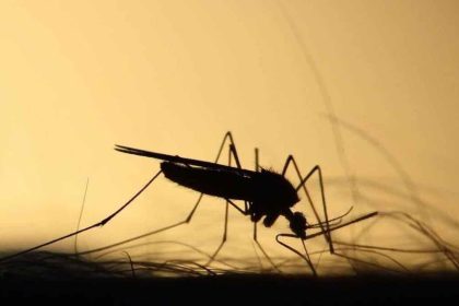 Πώς θα γλιτώσεις από τα κουνούπια οικονομικά και αποτελεσματικά 