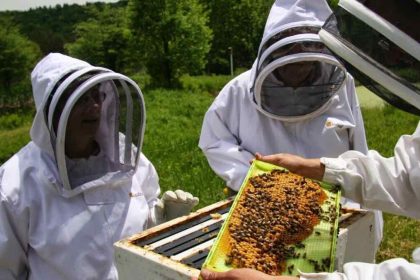 Στην «εντατική» η μελισσοκομία από τις πυρκαγιές και τις πλημμύρες