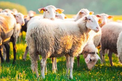Πρόβατα «εισέβαλαν» σε θερμοκήπιο και κατανάλωσαν... 100 κιλά κάνναβης