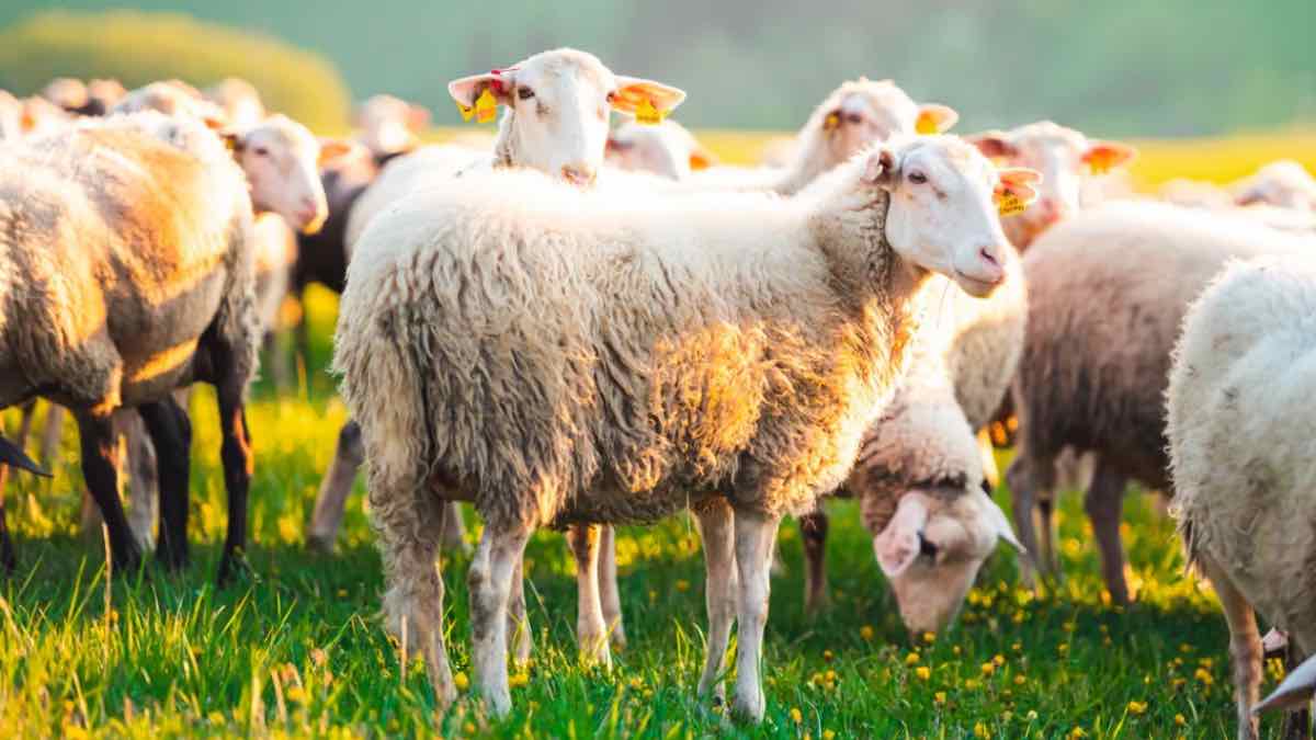Πρόβατα «εισέβαλαν» σε θερμοκήπιο και κατανάλωσαν... 100 κιλά κάνναβης