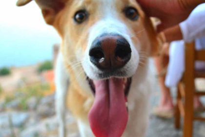 Το Σαββατοκύριακο 23 – 24 Σεπτεμβρίου το Πεδίο του Άρεως θα γεμίσει σκύλους!